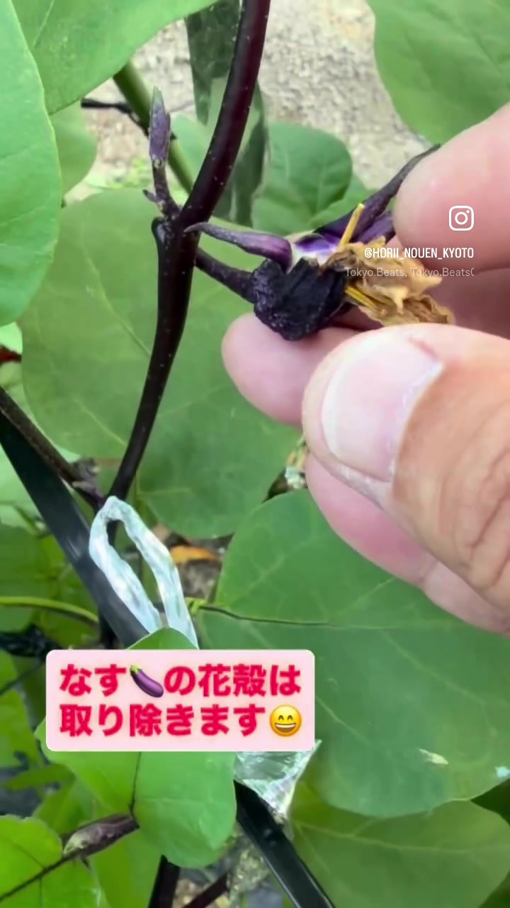 @堀井農園