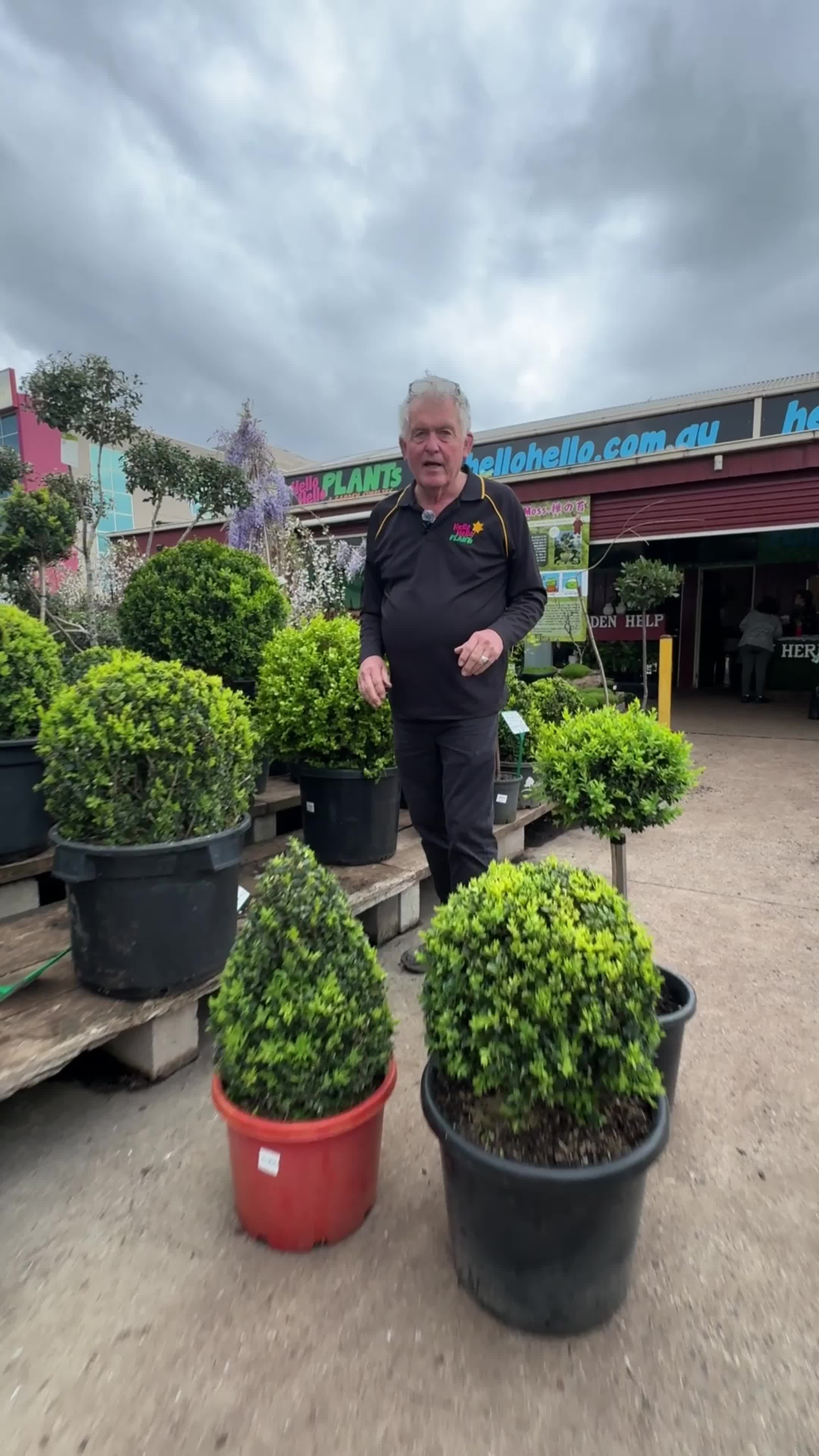 @Hello Hello Plants Nursery