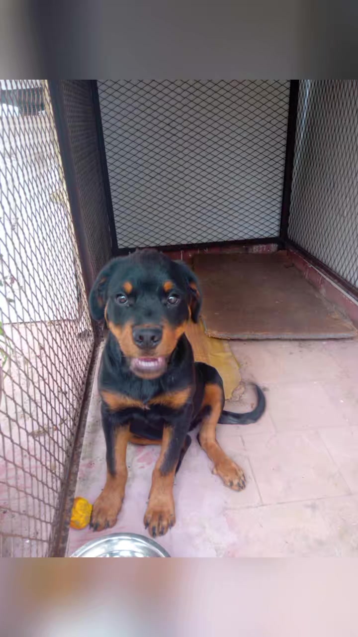 @🥰Rottweilerhype🥰