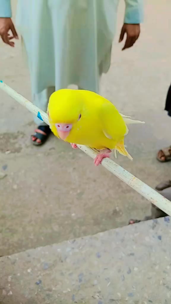 @꧁༒☬ 𝑨𝑩𝑼 𝑯𝑼𝑹𝑨𝑰𝑹𝑨 ☬༒꧂