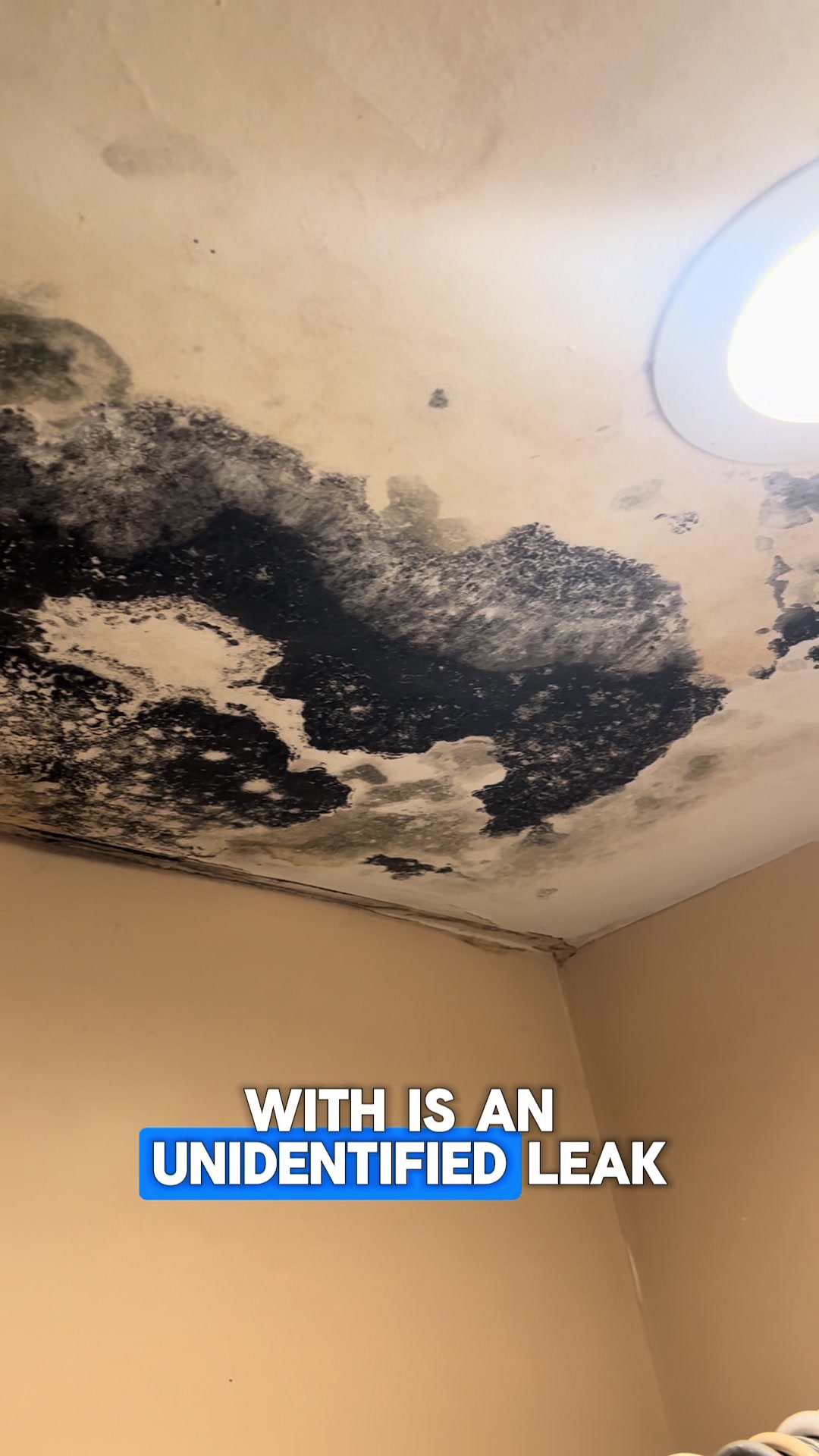@Long Island Mold Guy