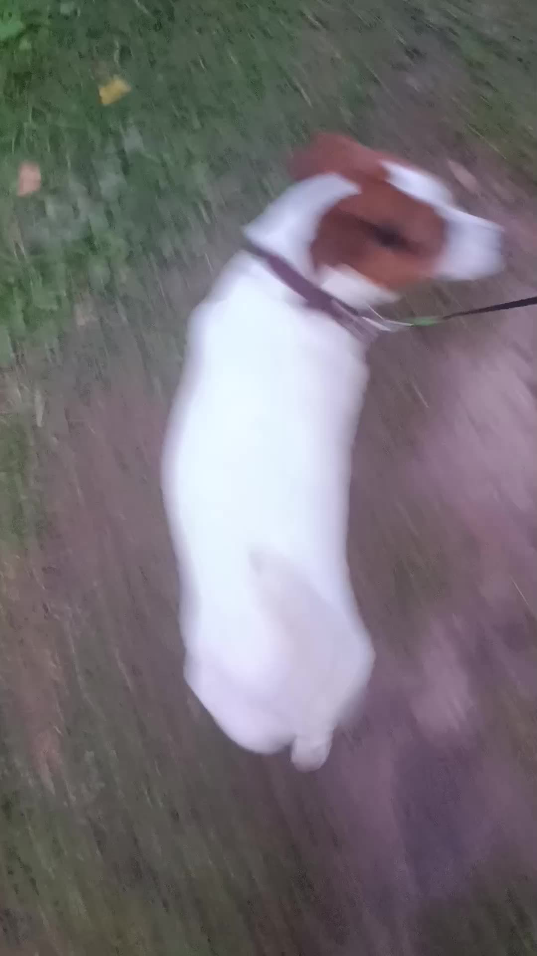 @Голубяка