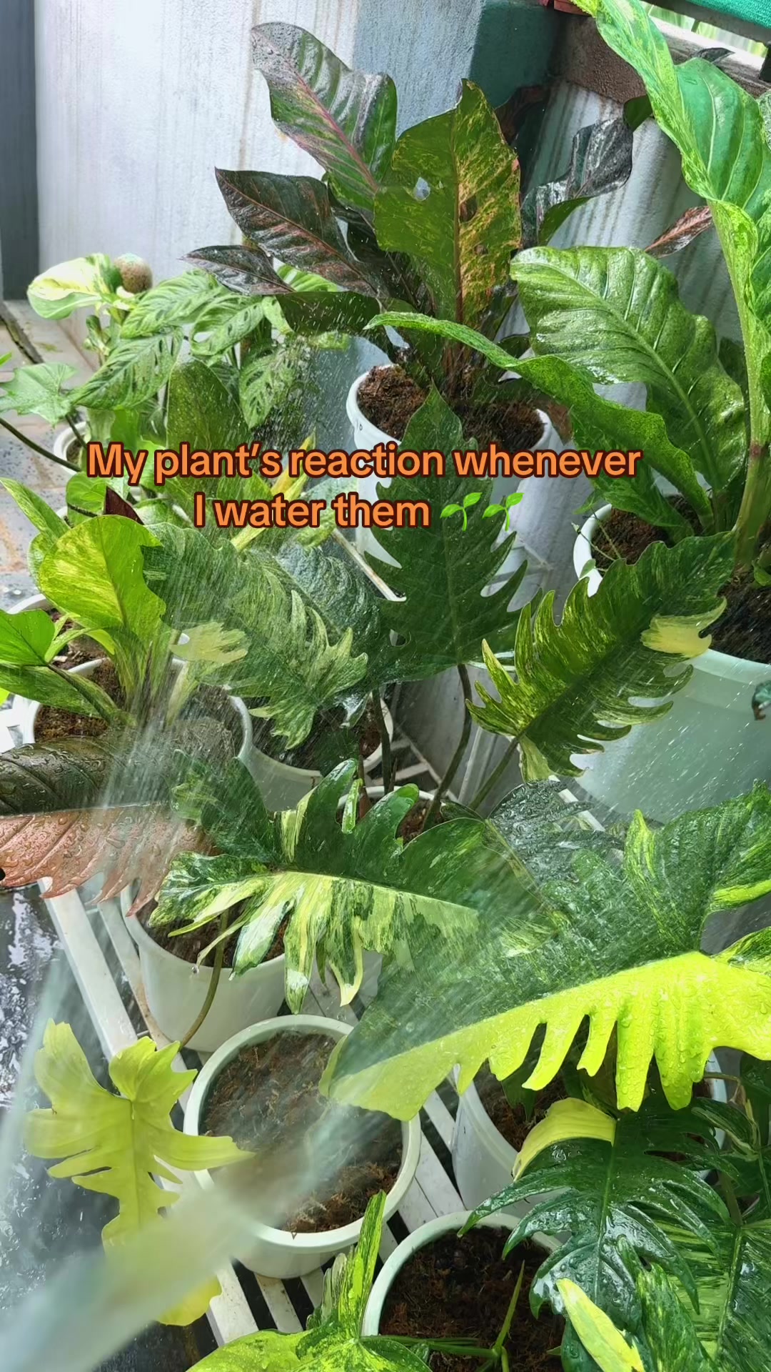 @Plantlife50