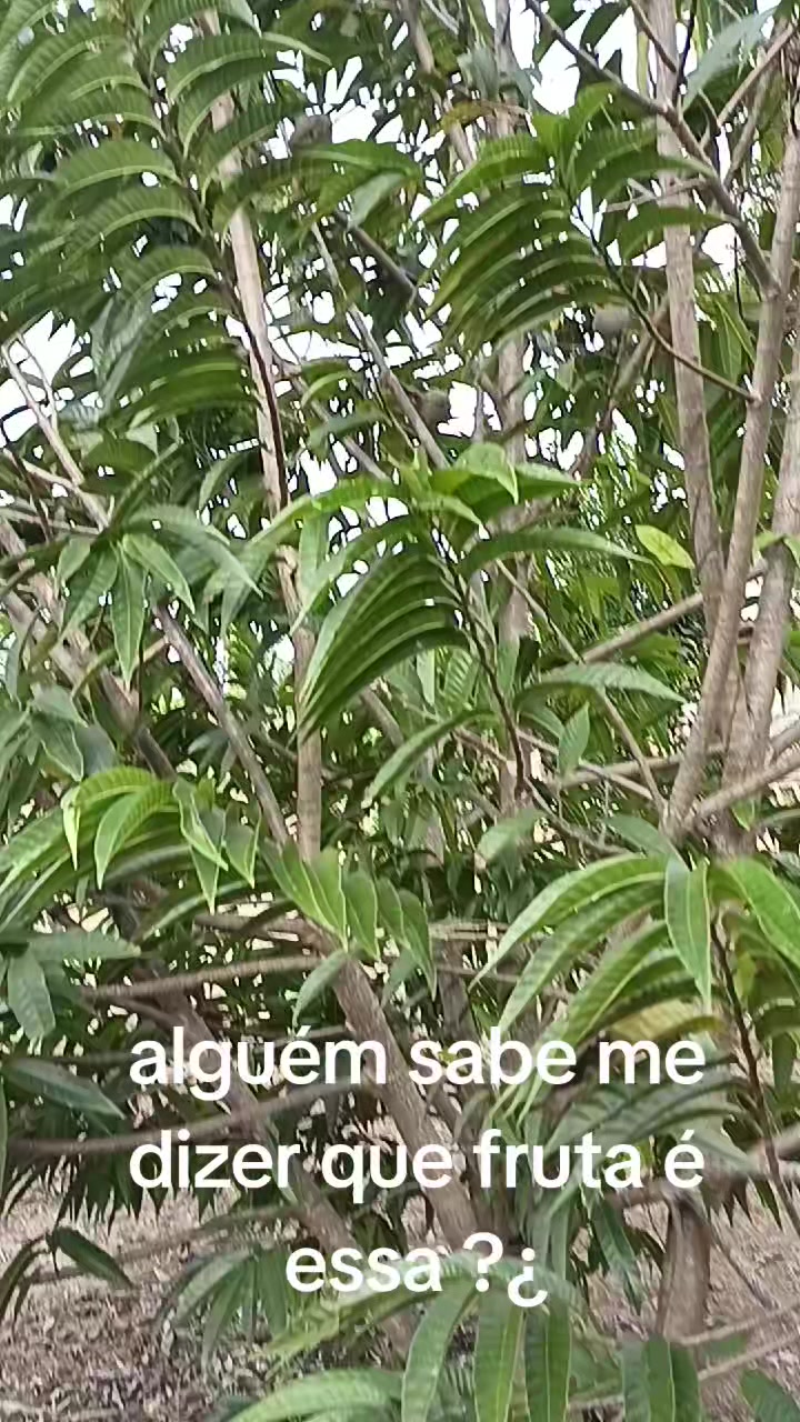 @NeguinhoMarceneiro