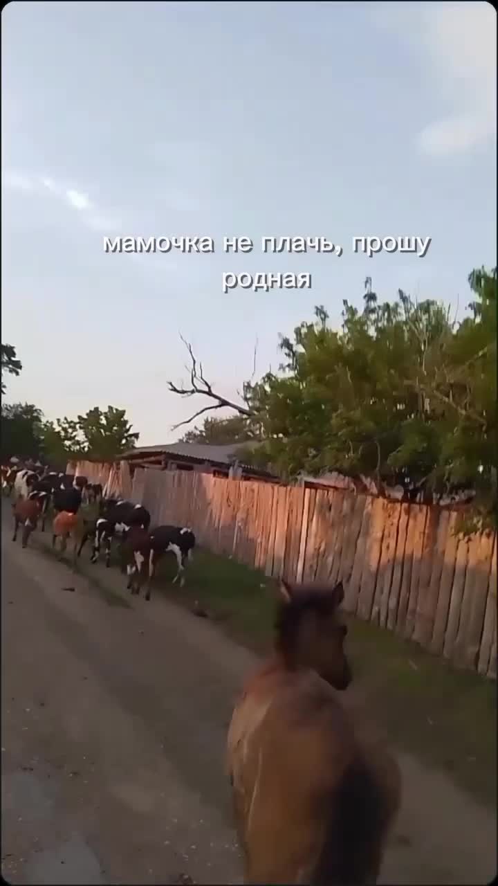 @❤️🩹🛐🐮