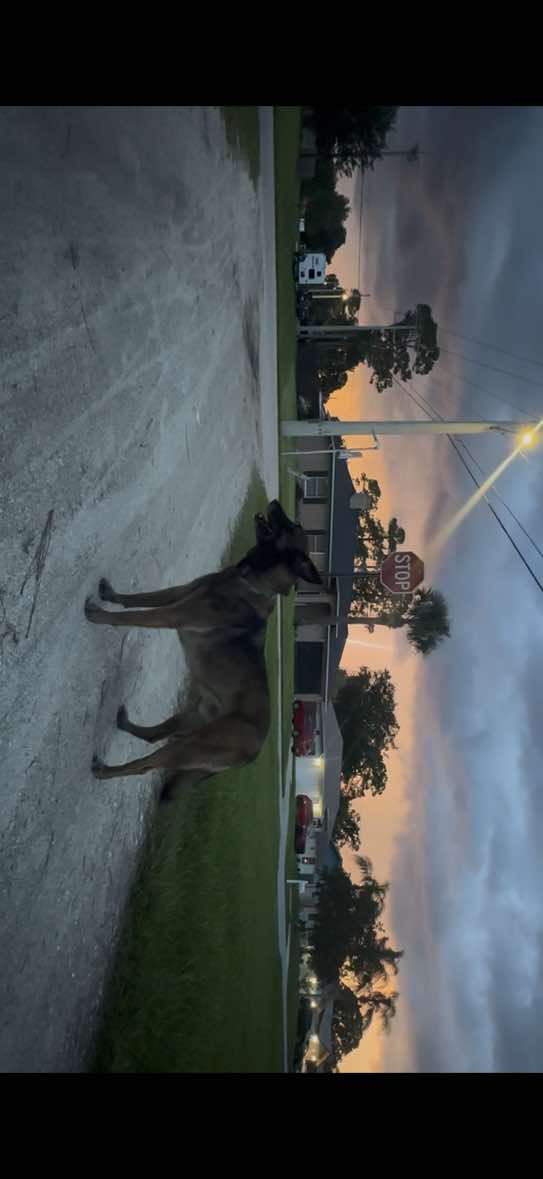 @K9.corporal