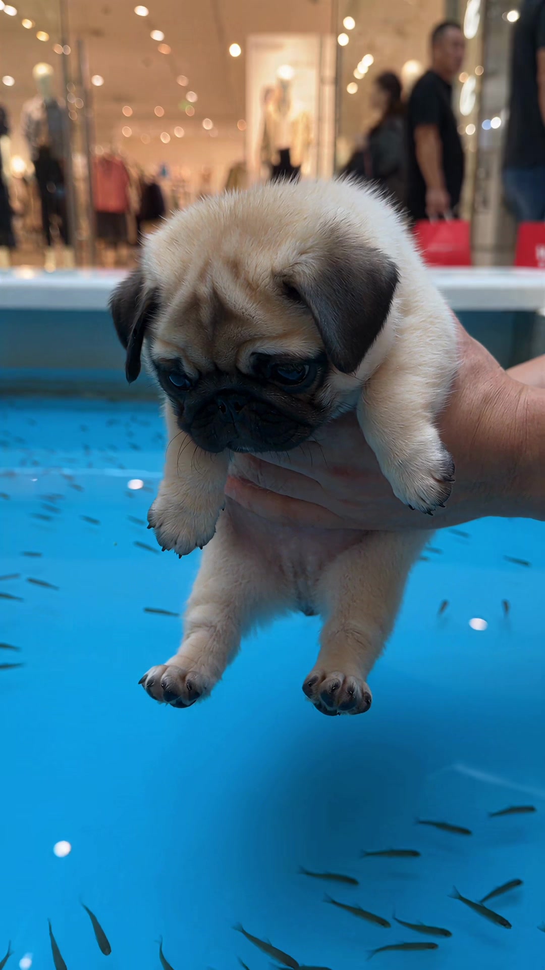 @Lucas The Pug