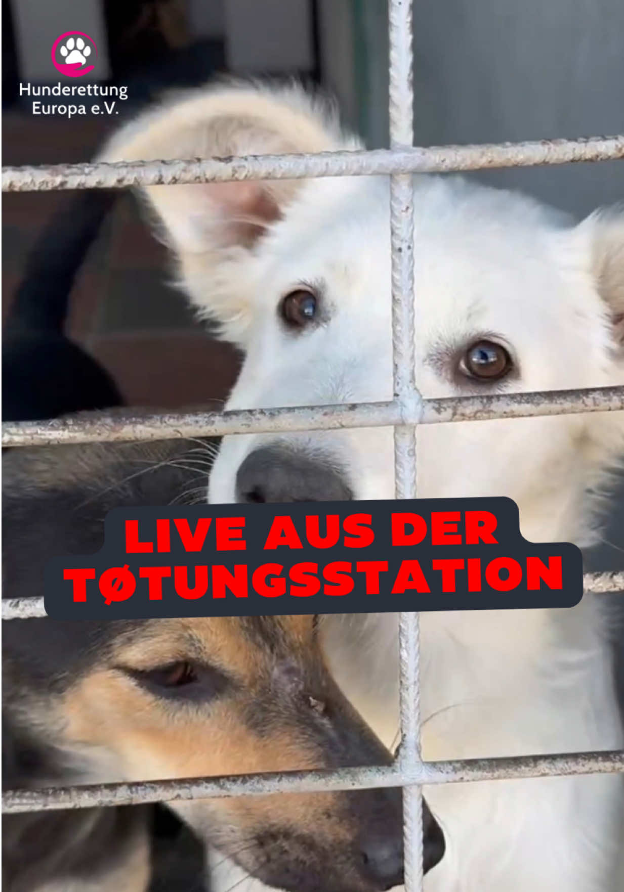 @Hunderettung Europa