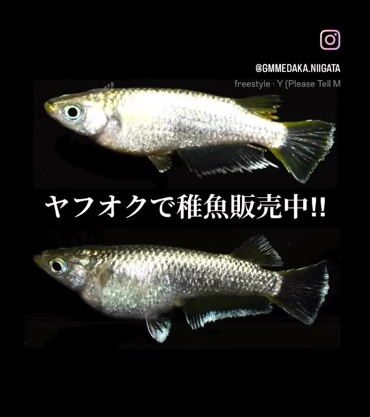 @gmmedaka.niigata