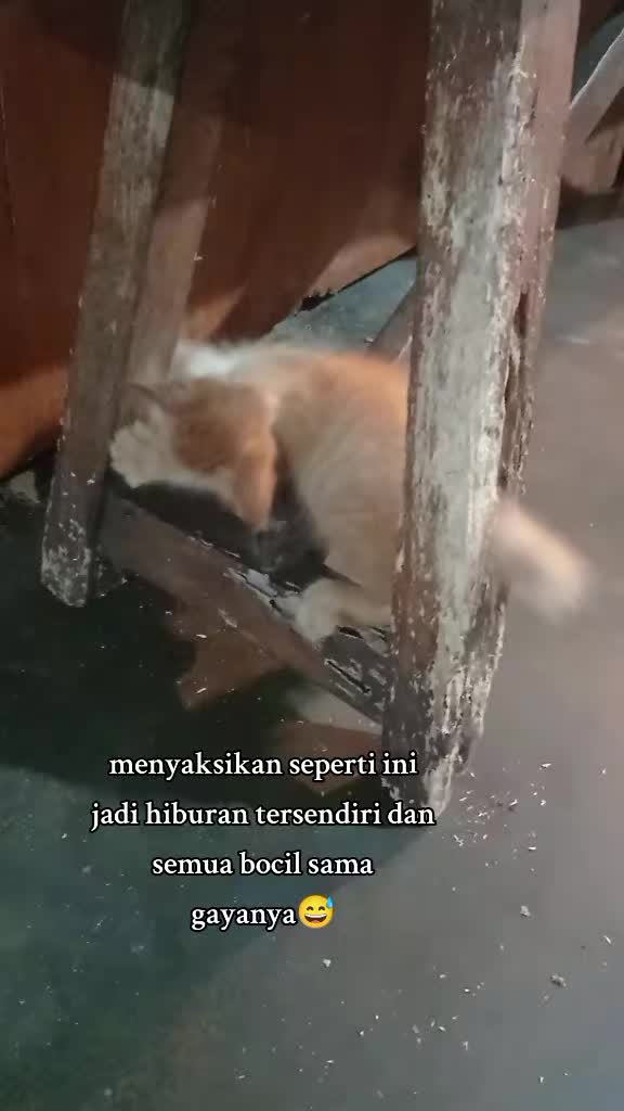 @apfia mei