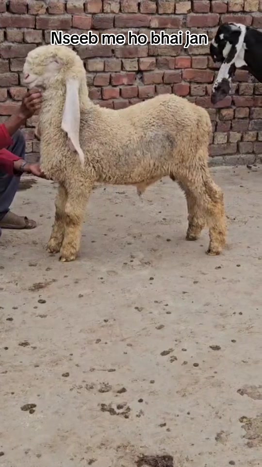 @Shiraz livestock