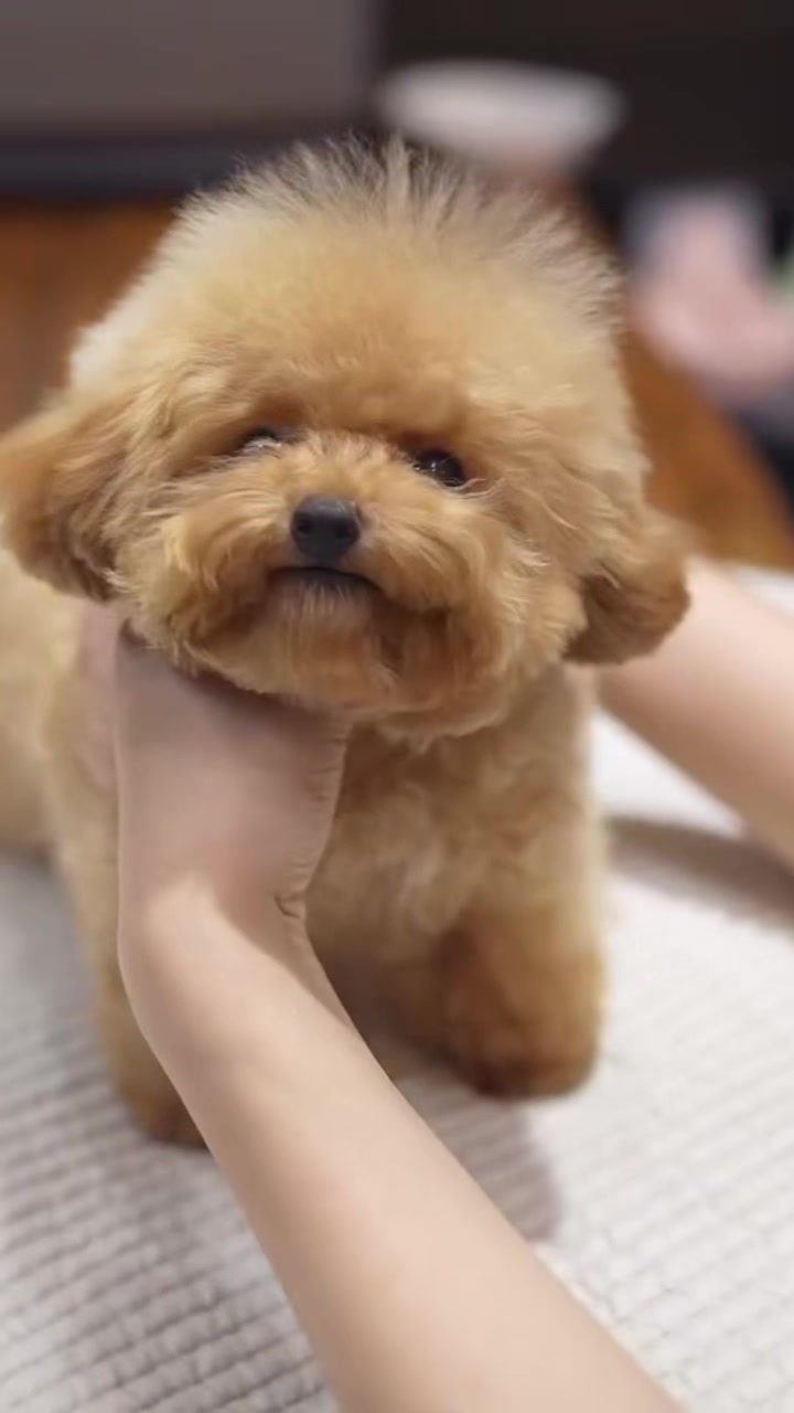 @Teacup puppies