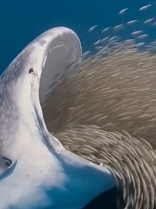 @Mundo dos Animais
