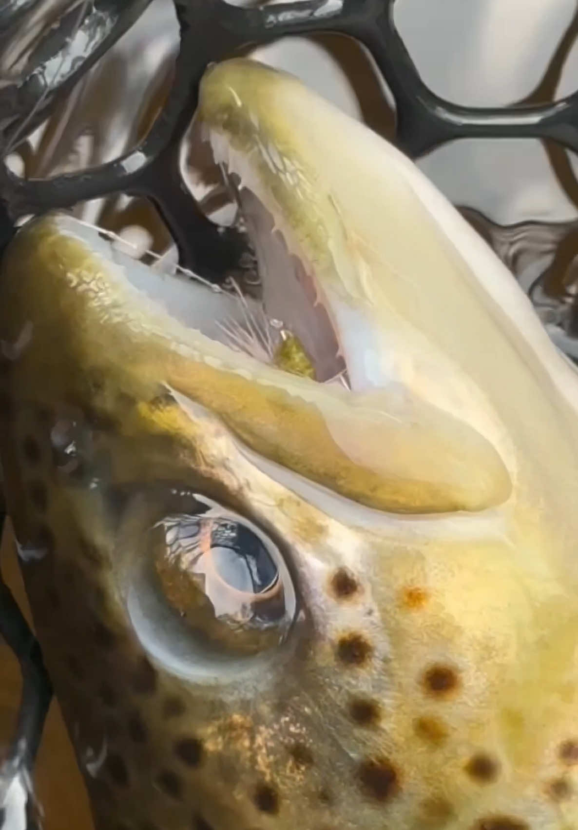 @FlyFishDelawhere