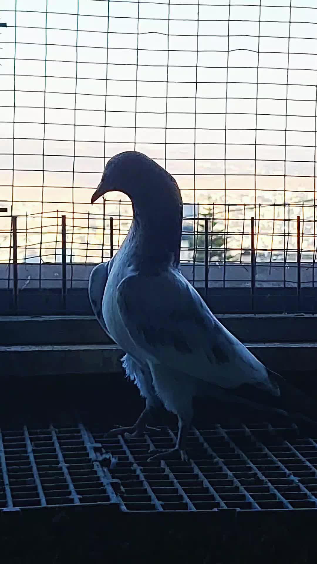 @Pigeons Tv