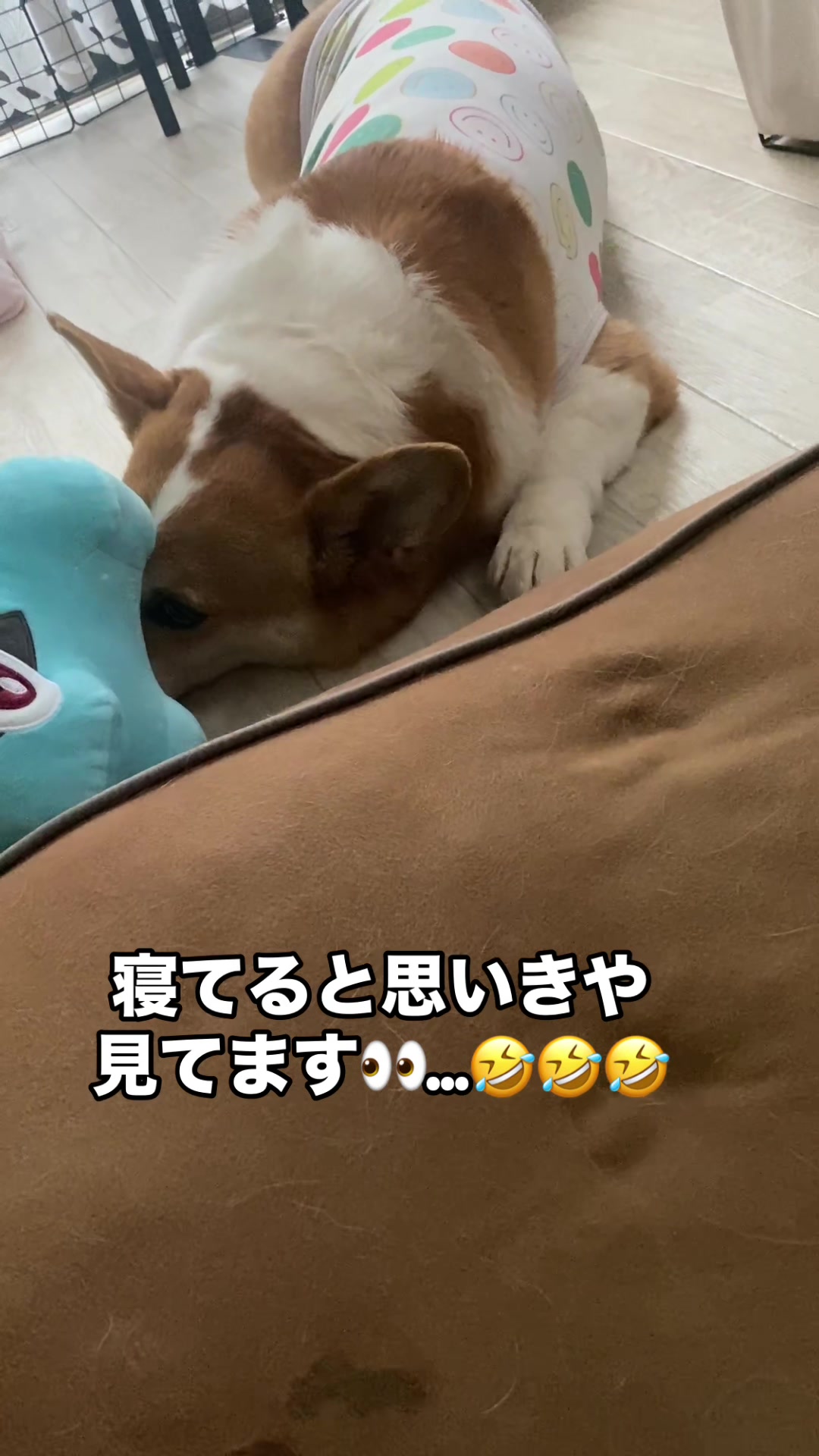 @コーギー犬のホープくん