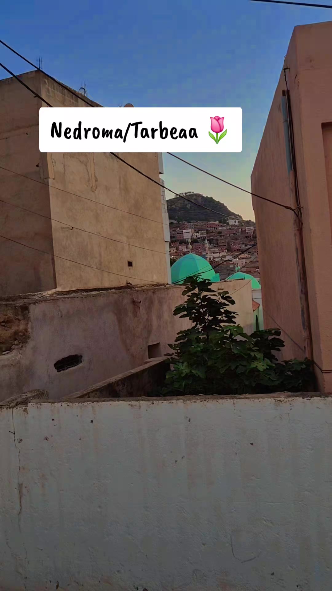 @Roza 🦋