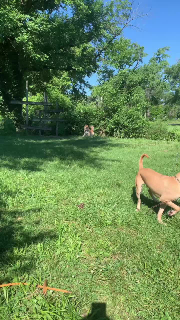 @Service_dog_Lexi