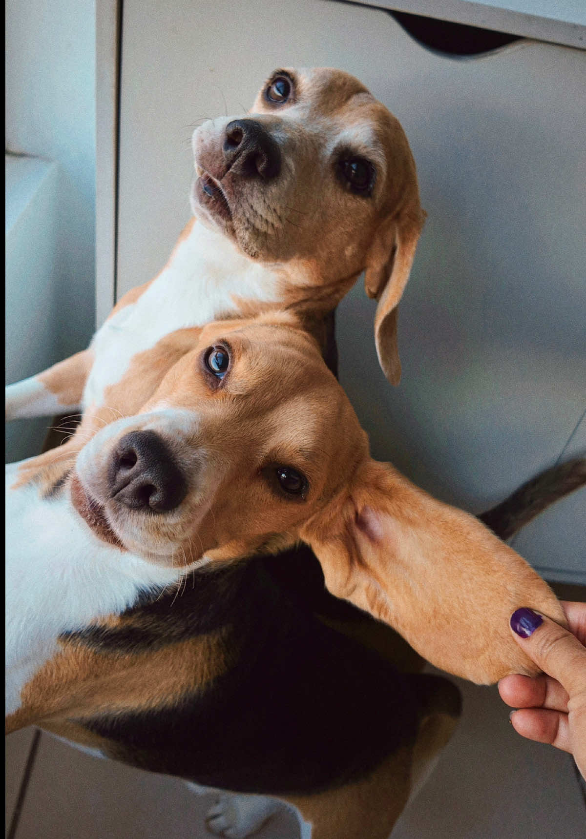 @Jake el perro