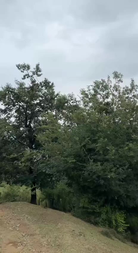 @𝑻.