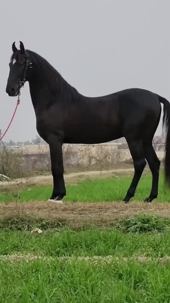 @hamara village sipyala🐴🐎🇵🇰