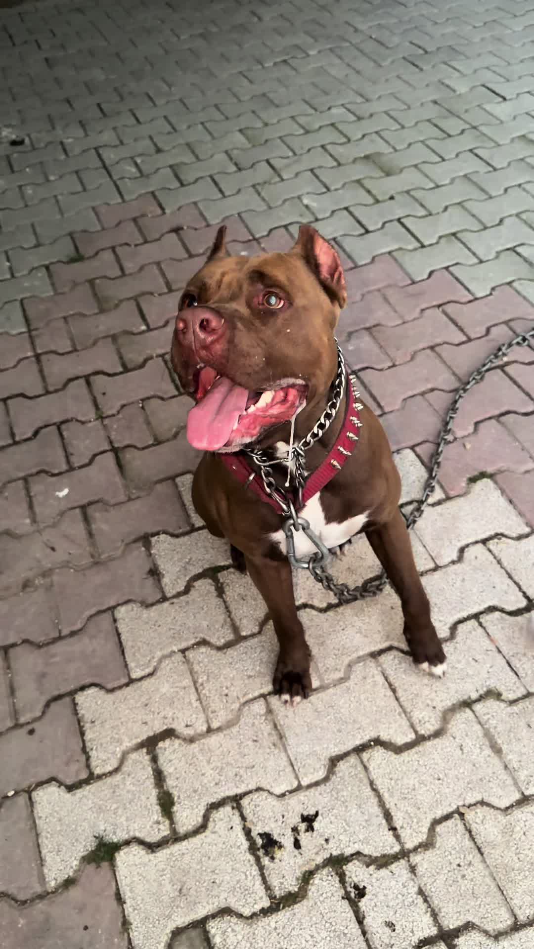 @BARUTBEYY🐶