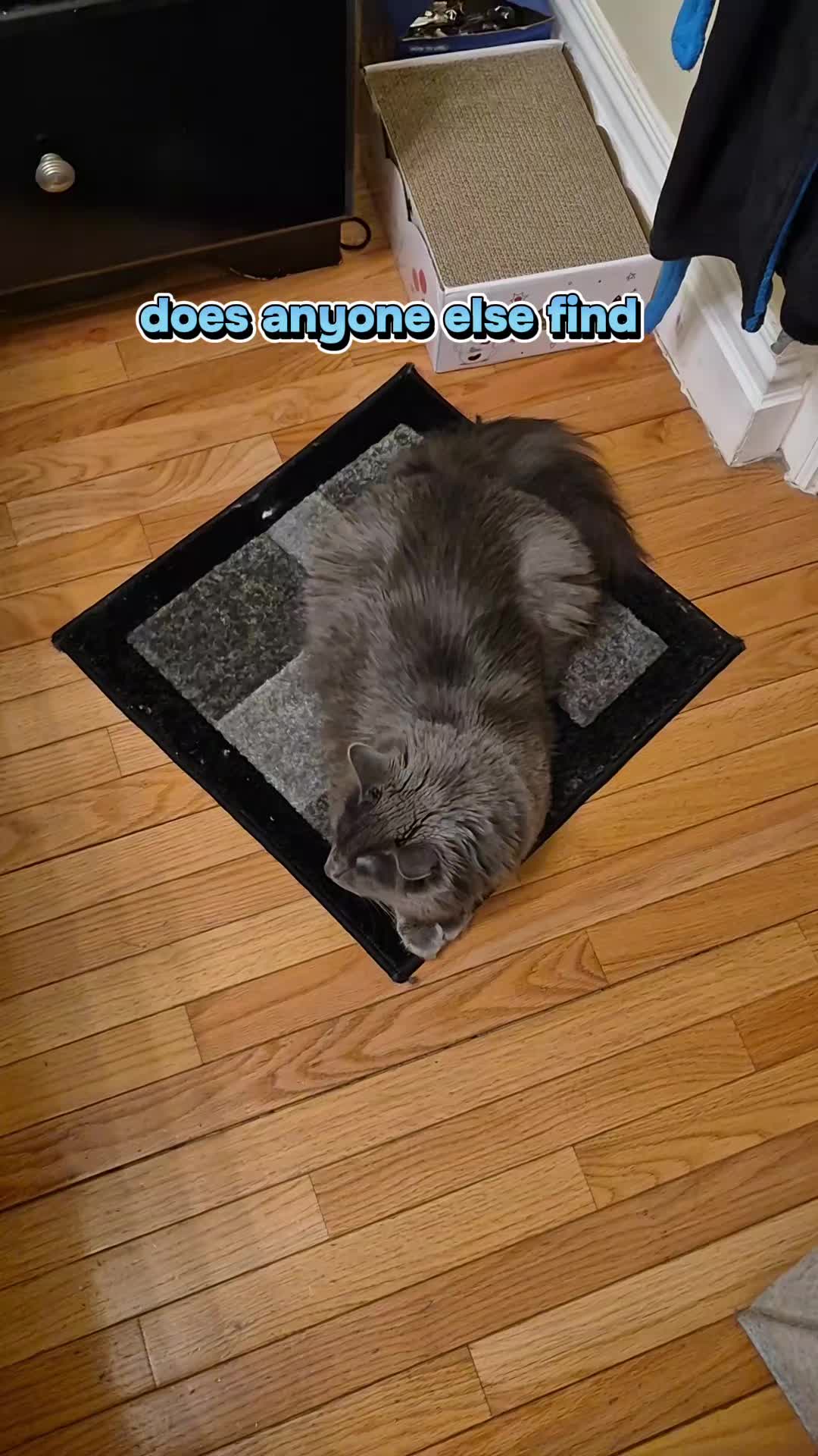 @Kittyboi