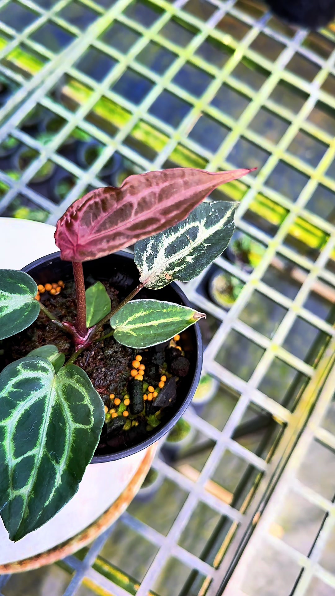 @KeepcầmKây🥦