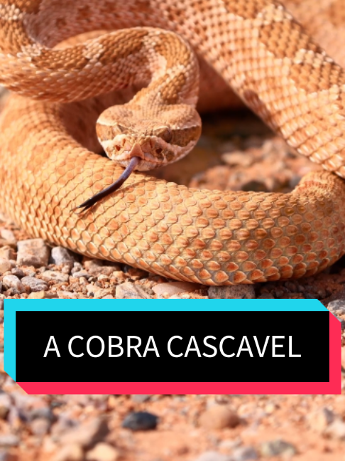 @Curiosidade em Orbita