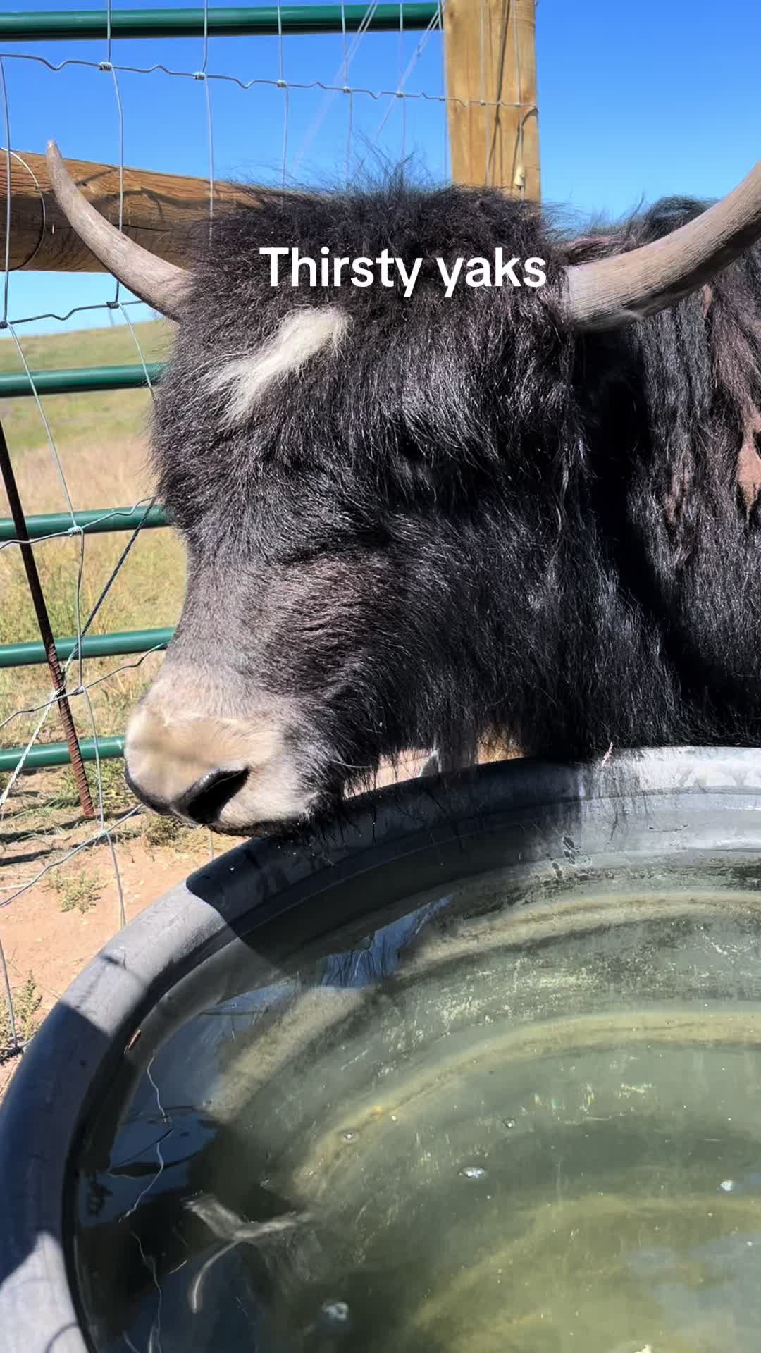 @Yakety Yak Ranch