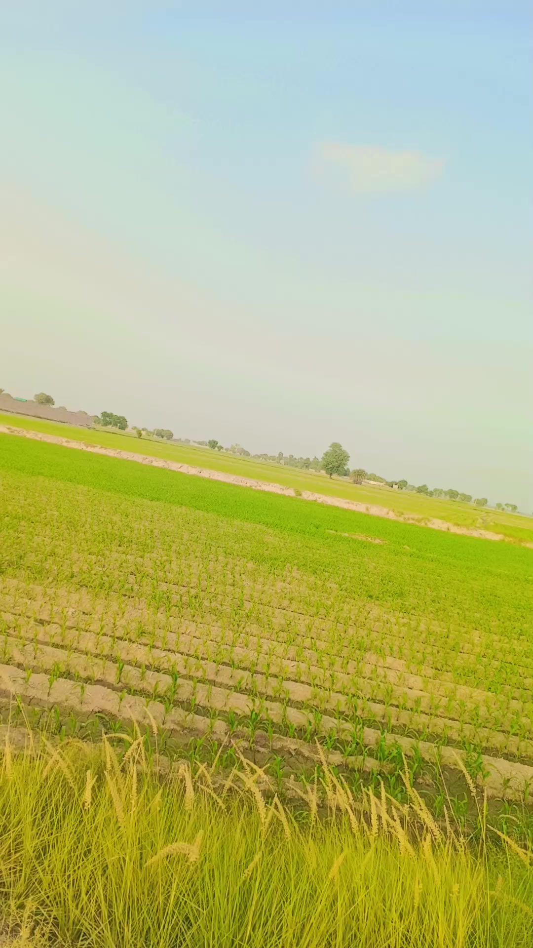 @imranjaane79