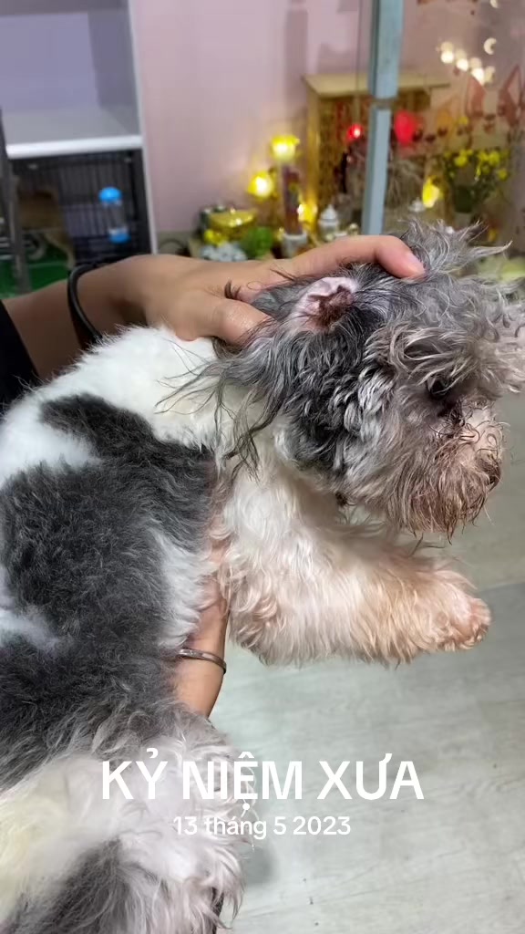 @PetHouse - Thế giới Pet