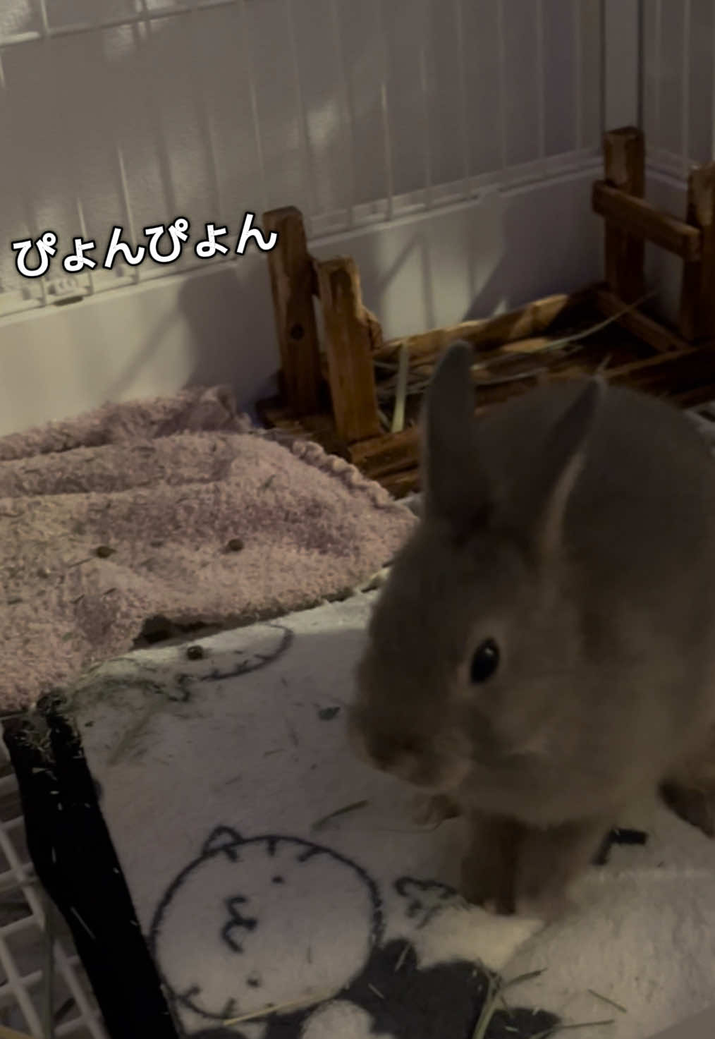 @メルナ🐰🌙2.5次元シンガー