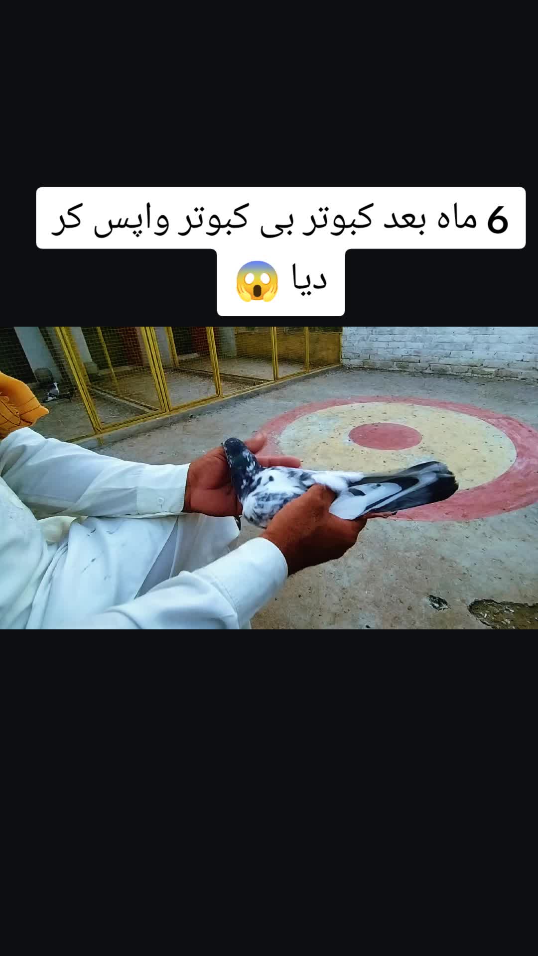 @Babar Pigeons Club