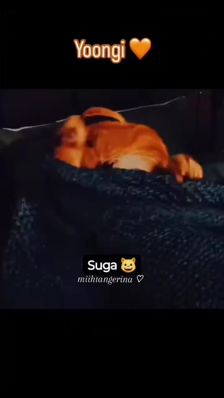 @Miihtangerina 🍊🐱💜
