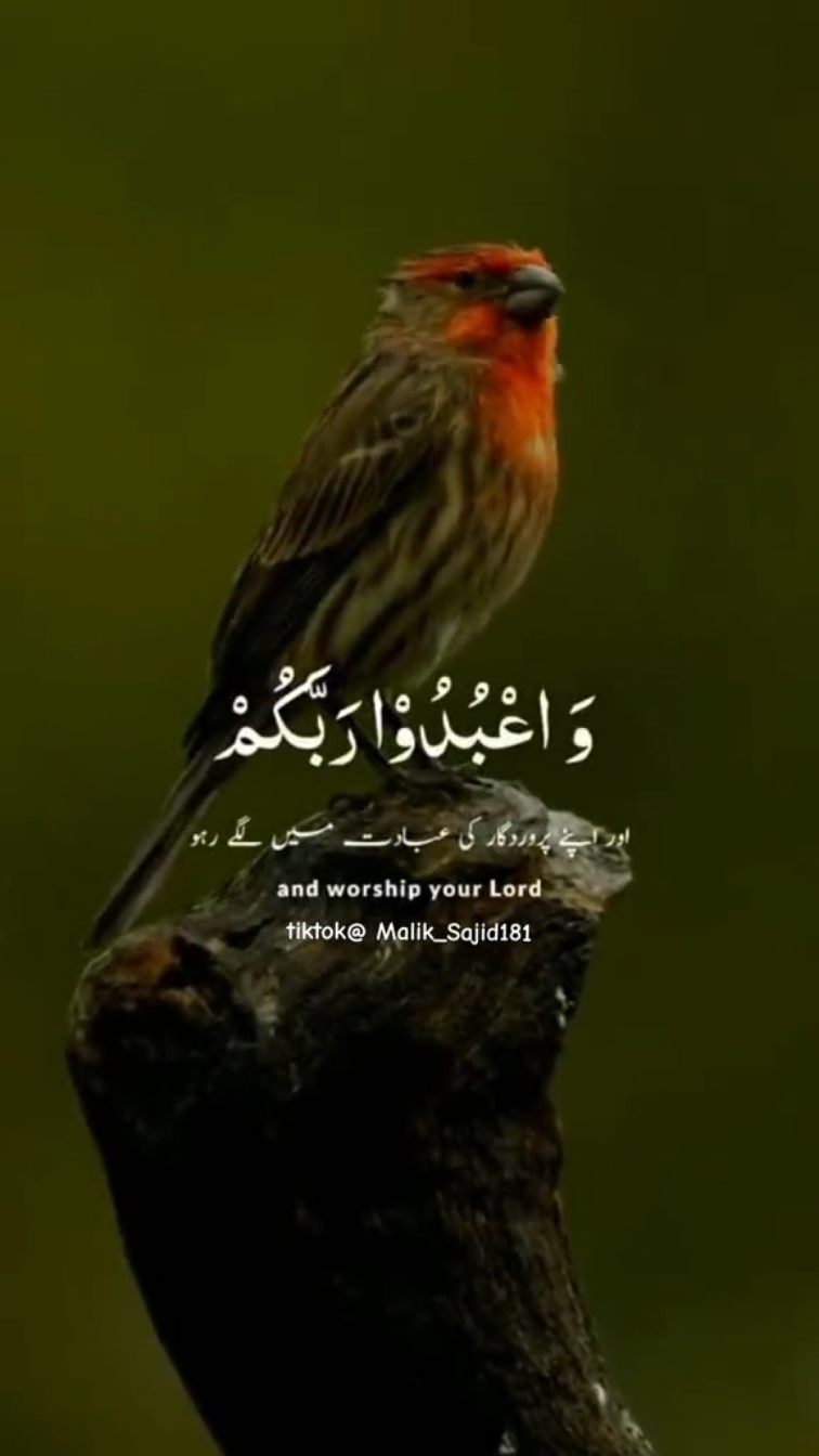 @🥀Malik_Sajid181💫