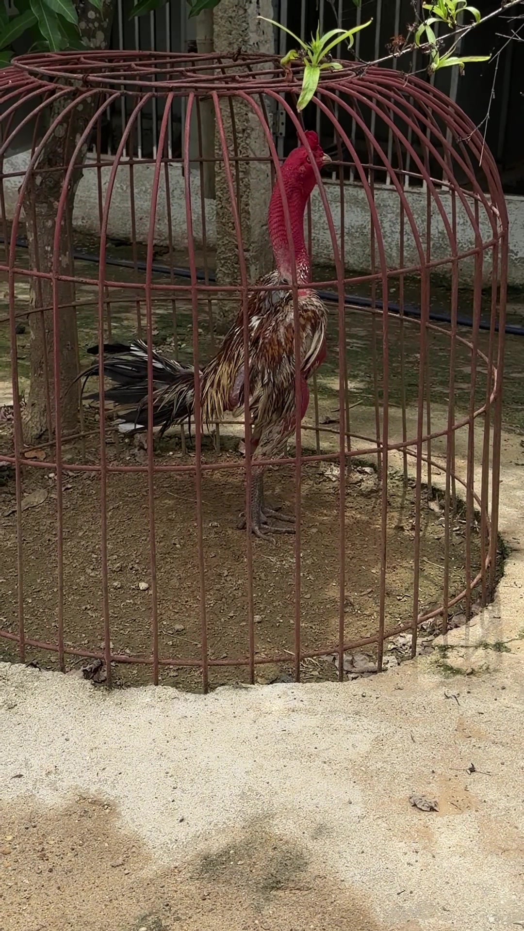 @Quốc khánh