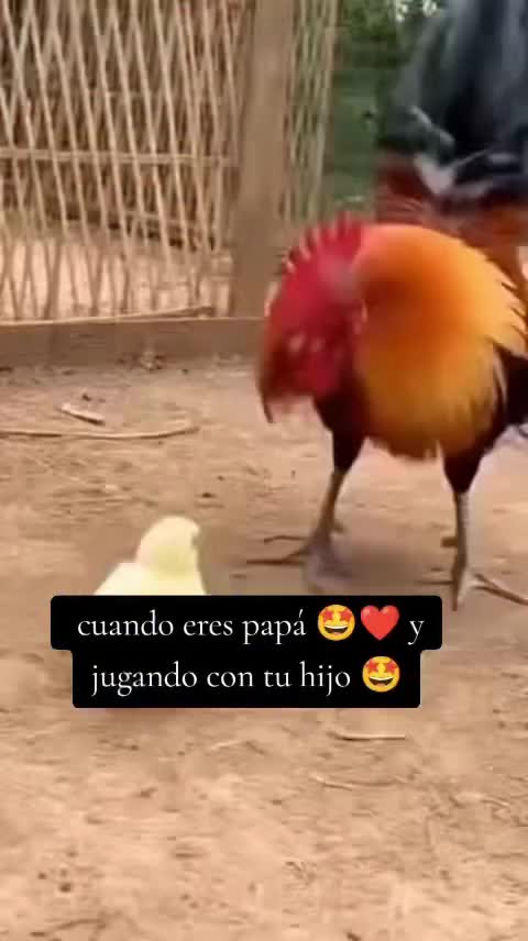@picadientes de caborca