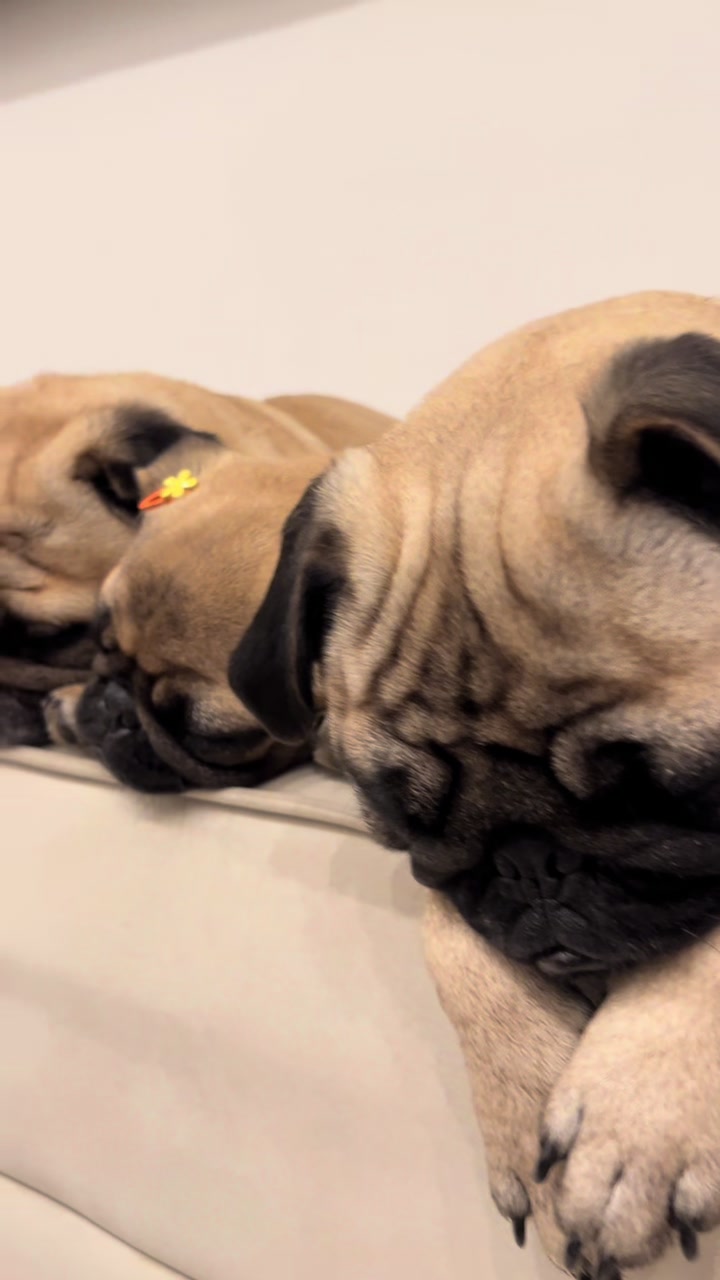 @pugSofyHarry