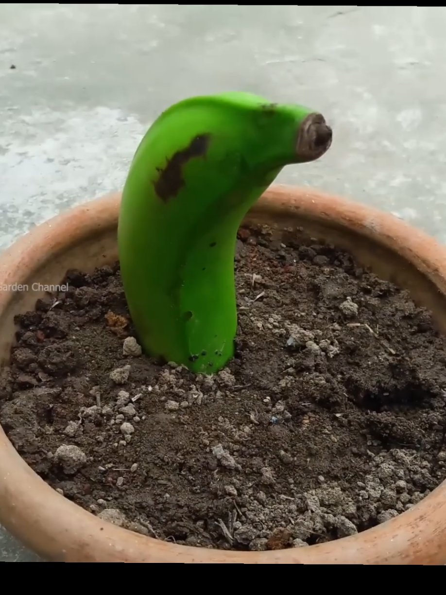 @PlantsLife