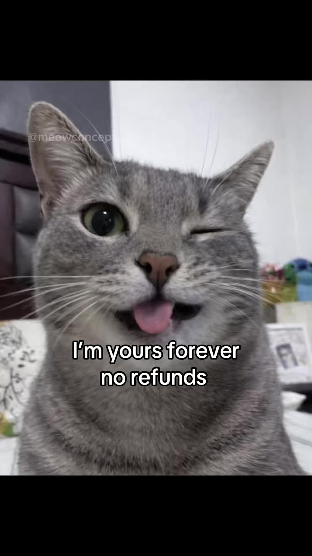 @meowconcept