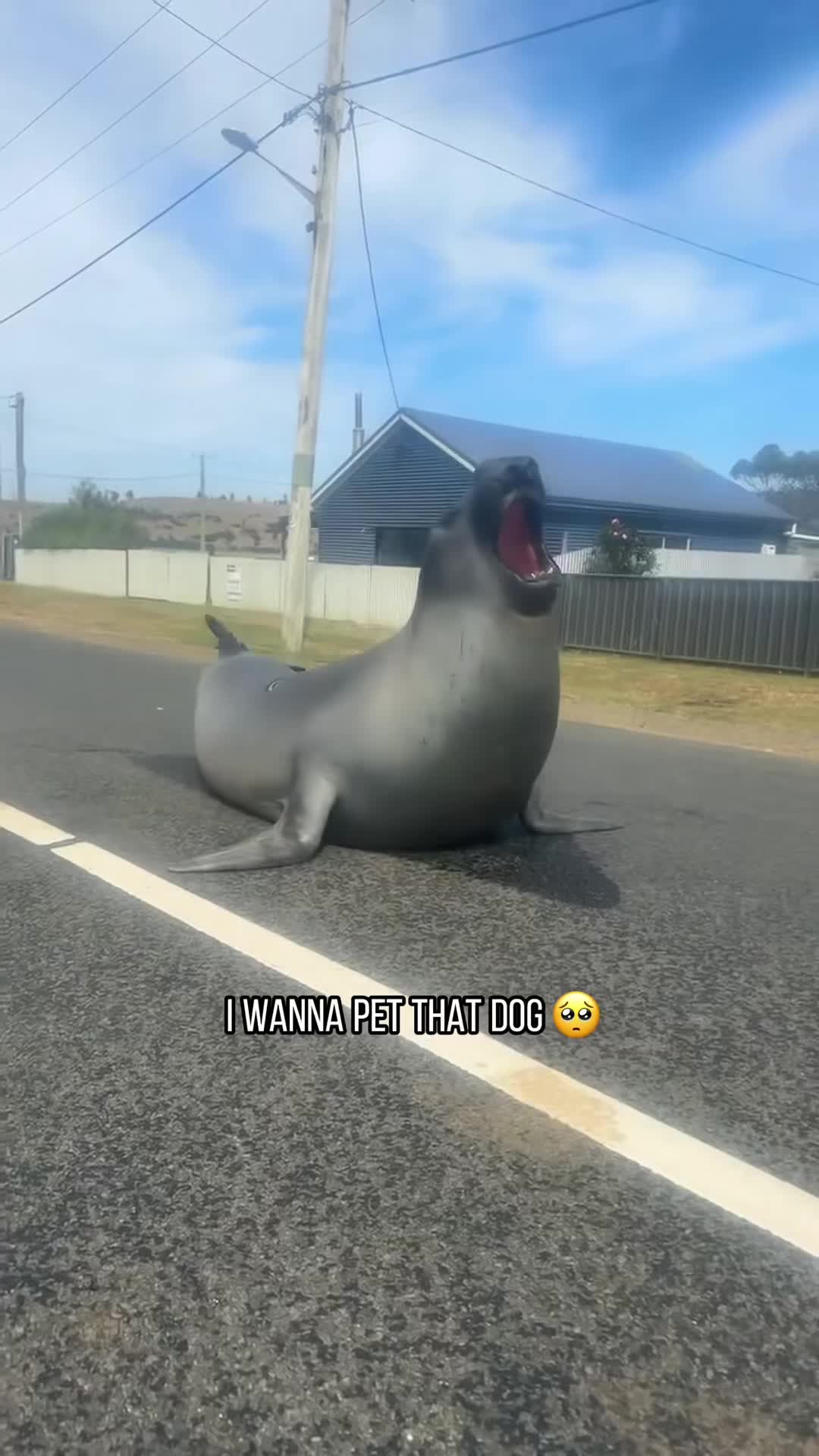 @petsoftiktok