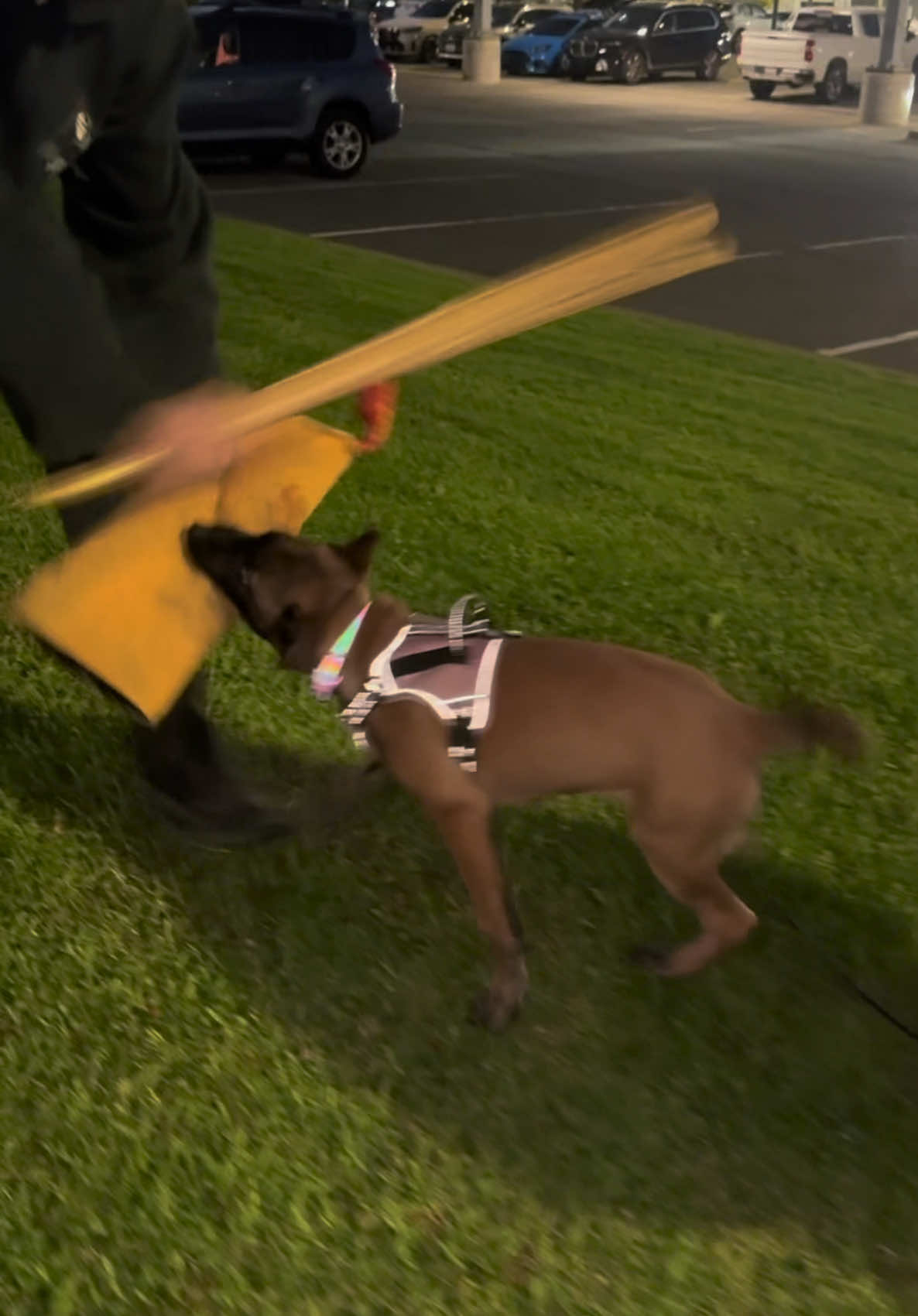 @dogs
