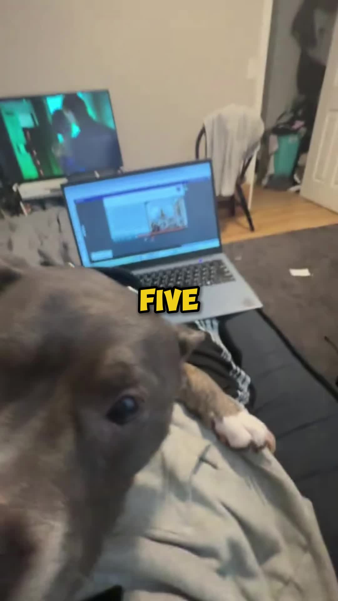 @PawblemsDaily