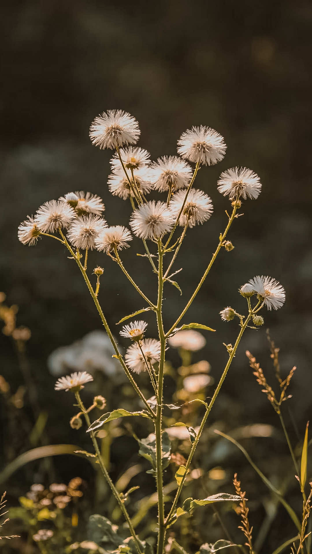 @𝑻𝒂̂𝒏 𝑻𝒉𝒊