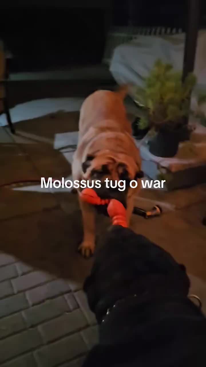 @American Molossus Founder