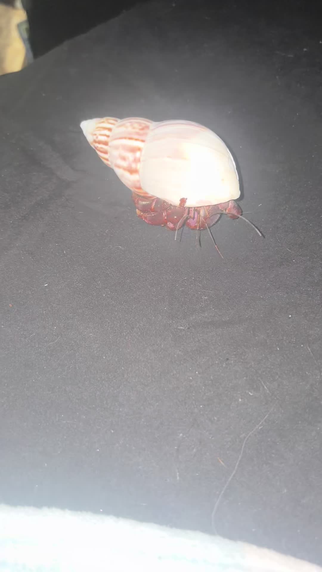 @hermie the hermit crab