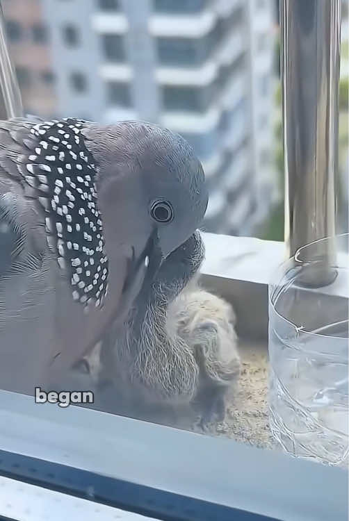 @ZoomieZoo