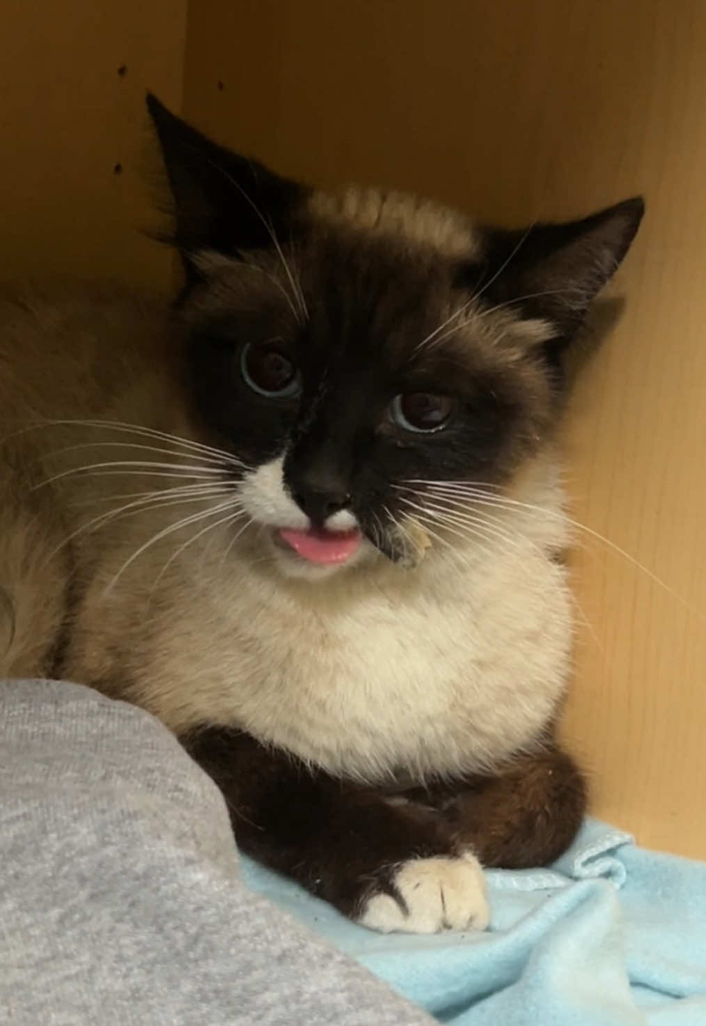 @tiana fosters cats