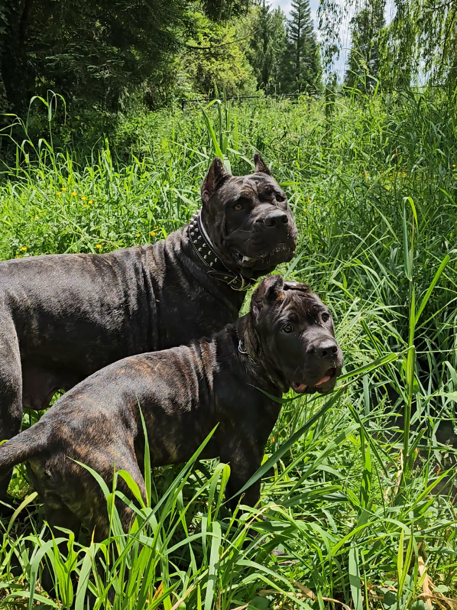 @SalmonCreekCaneCorso